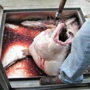 Washington halibut fishing charter unloading large halibut.
