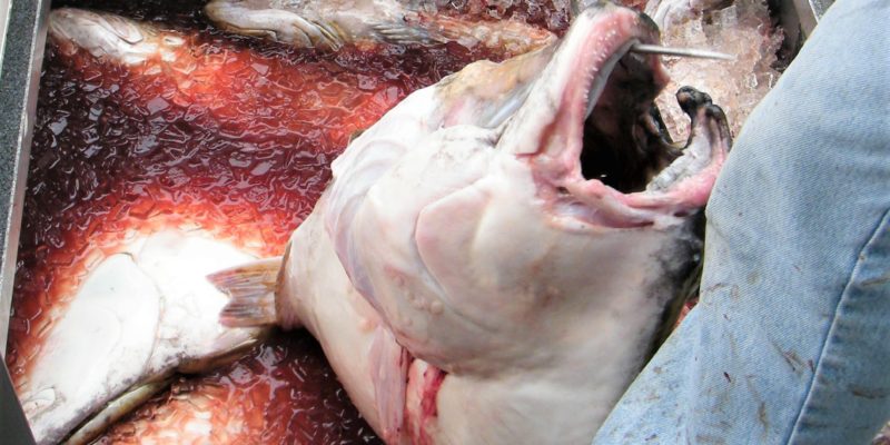 Washington Halibut Fishing Charter Unloading Large Halibut.