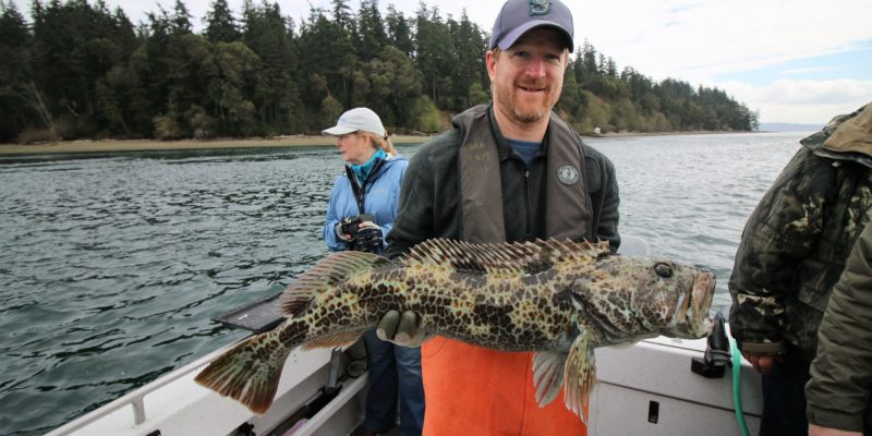 A Fisherman Holding A Puget Sound Lingcod.
